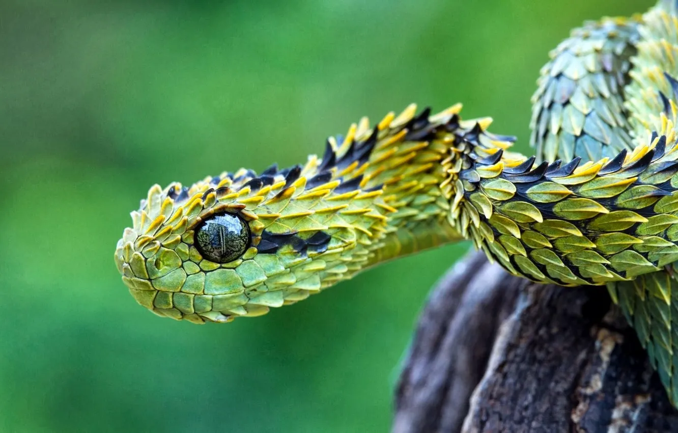 Photo wallpaper photo, snake, predator, jungle, wildlife, wood adder