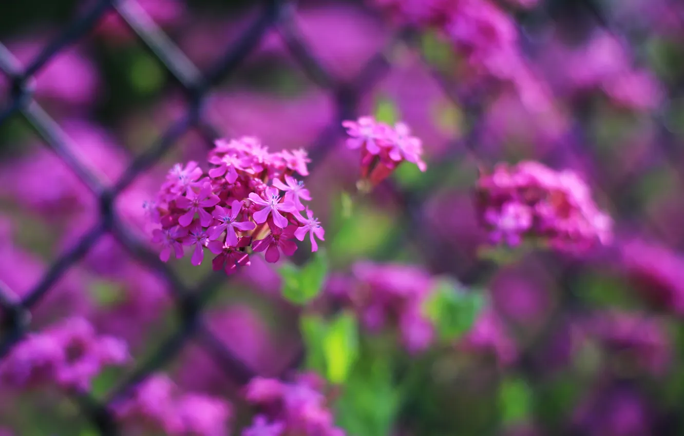 Photo wallpaper flowers, bright, the fence, focus, grille, a lot