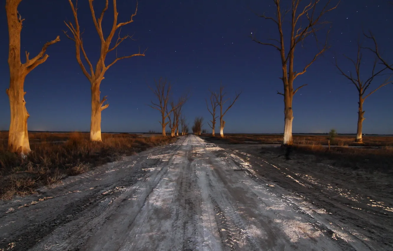 Photo wallpaper road, trees, landscape