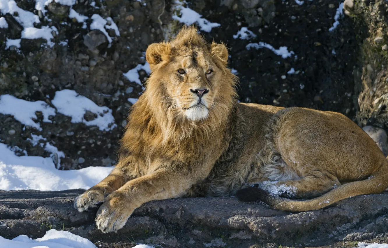 Photo wallpaper snow, predator, Leo, the king of beasts, wild cat