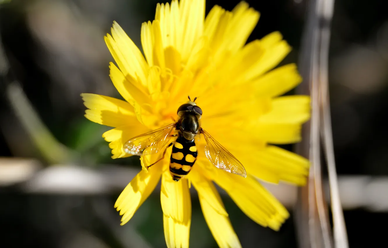 Photo wallpaper insect, yellow, bee