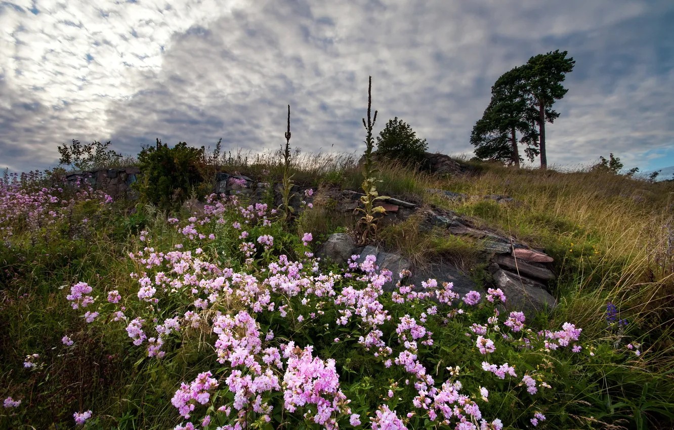 Photo wallpaper field, the sky, landscape, flowers, nature