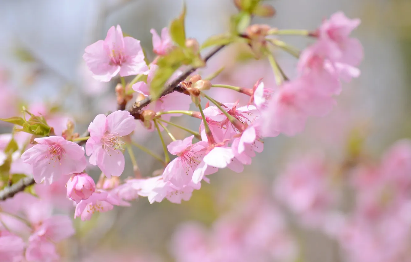 Photo wallpaper cherry, pink, branch, spring, Sakura