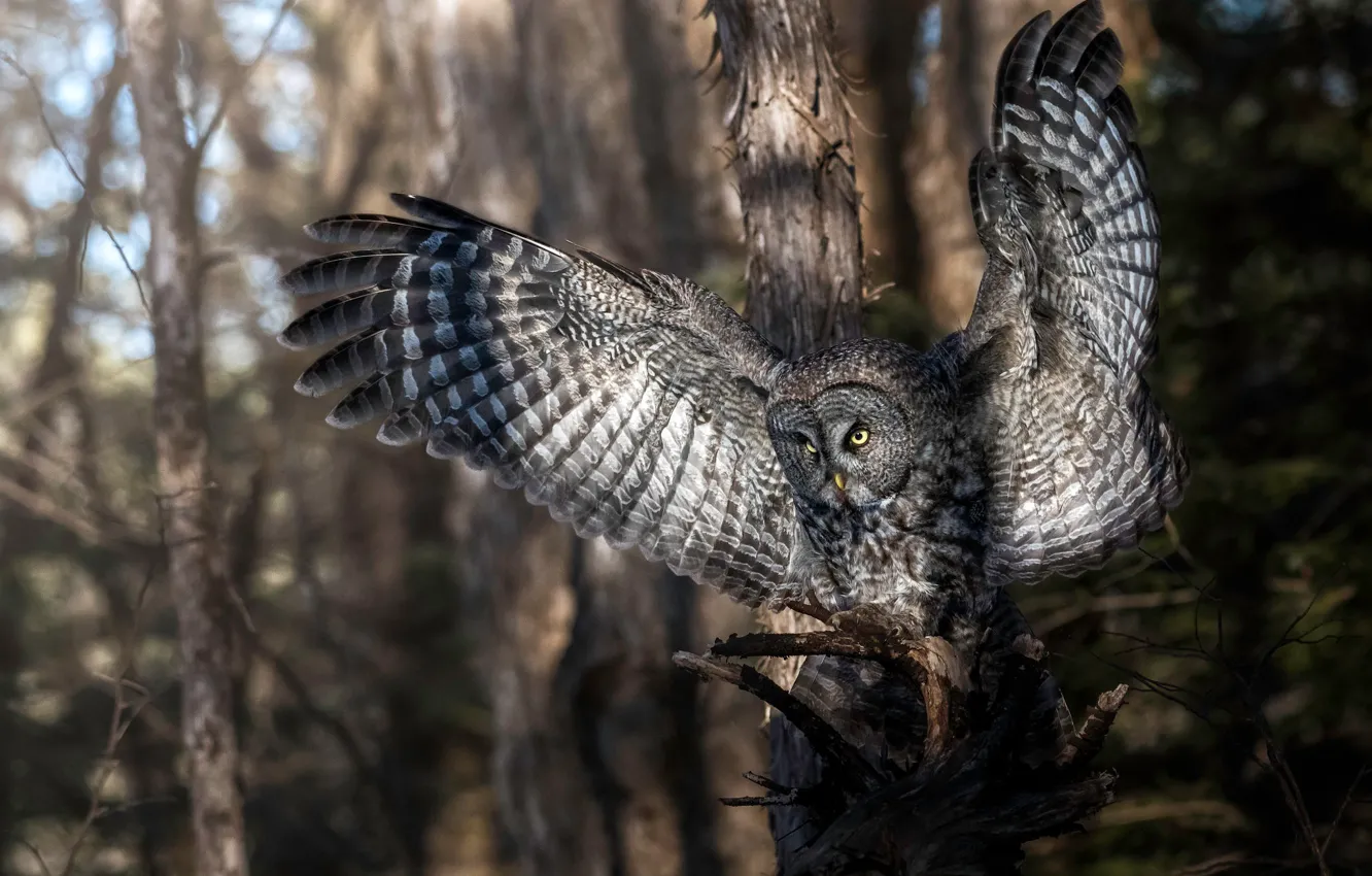 Photo wallpaper forest, trees, owl, bird, wings, feathers, Great grey owl