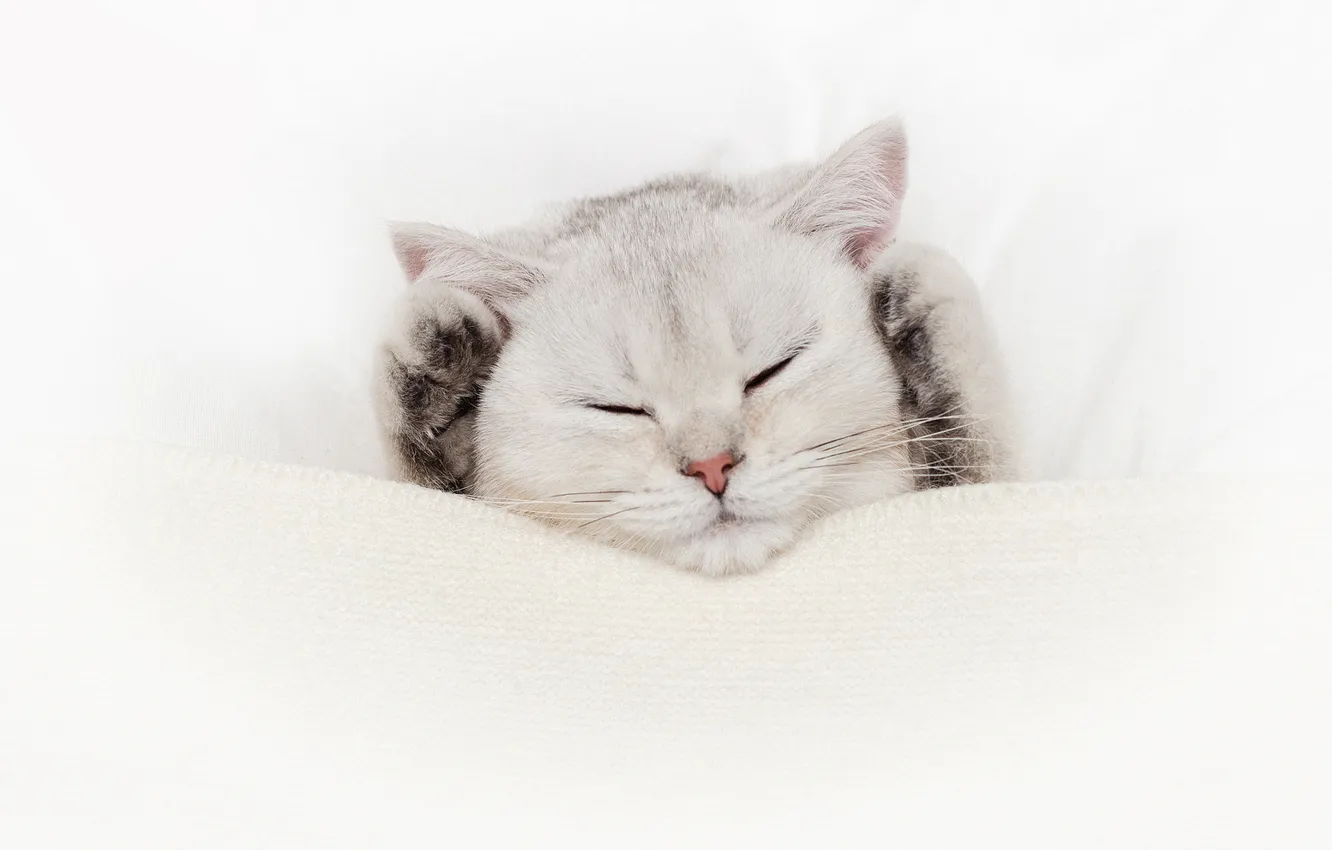 Photo wallpaper cat, white, cat, pose, sleep, legs, sleeping, white background