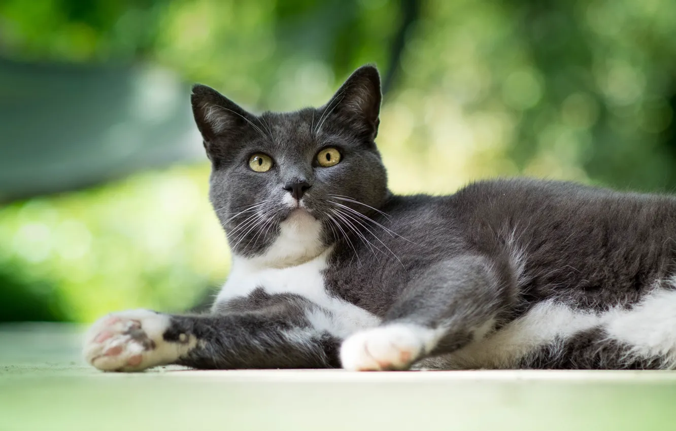 Photo wallpaper cat, cat, look, grey, background, lies, green-eyed, bokeh