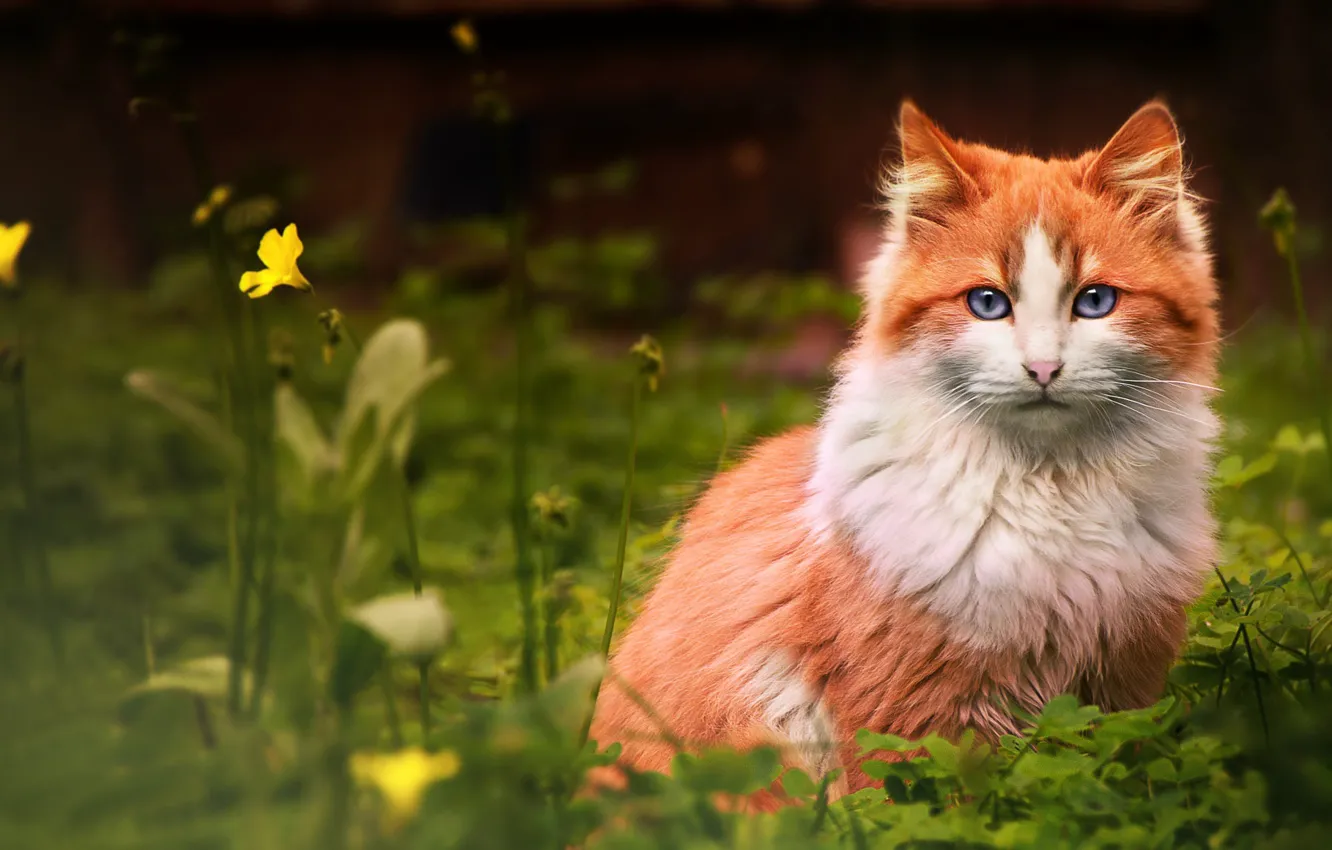 Photo wallpaper cat, flower, grass, cat, red, looks
