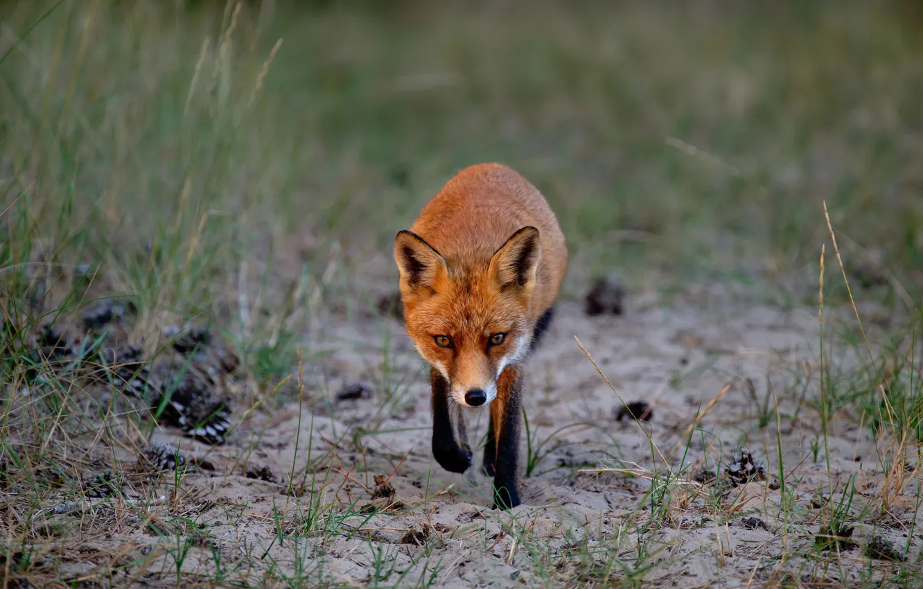 Photo wallpaper Fox, red, cheat