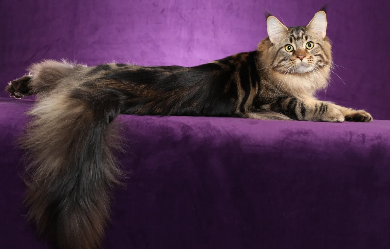 Photo wallpaper cat, cat, background, widescreen, Wallpaper, lies, wallpaper, widescreen