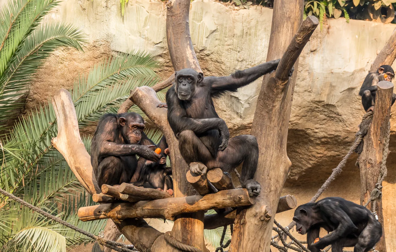 Photo wallpaper leaves, trees, pose, palm trees, monkey, zoo, view, chimpanzees