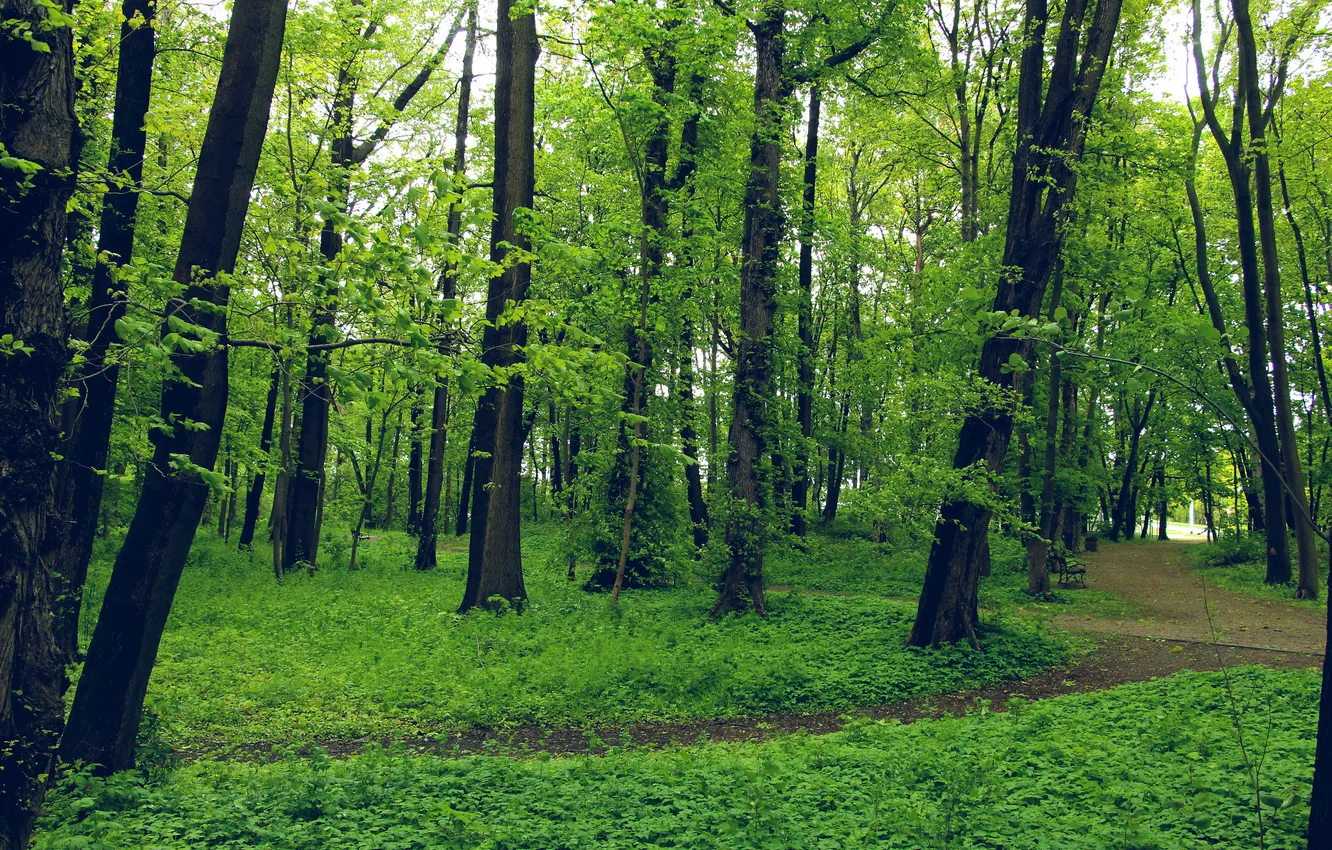 Photo wallpaper forest, trees, park