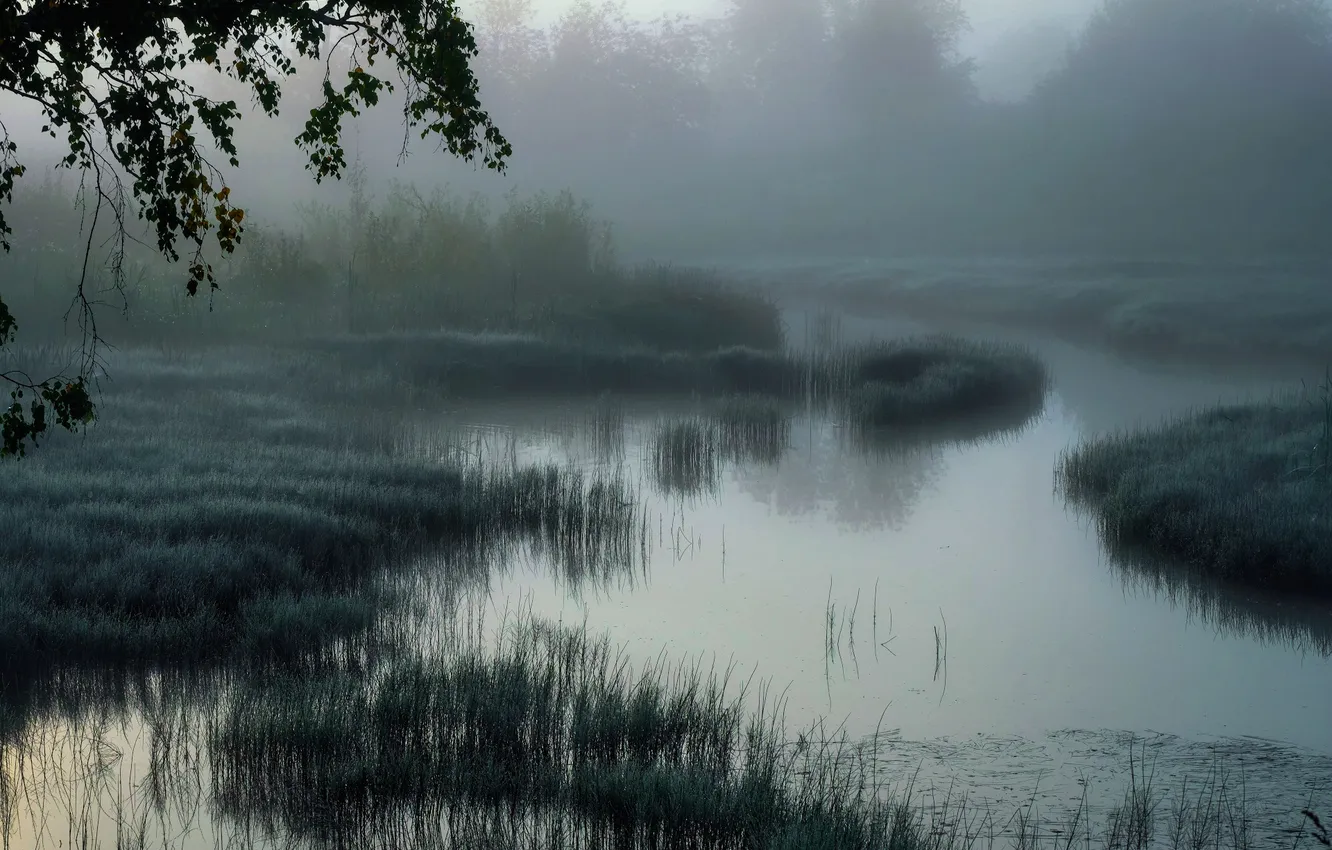 Photo wallpaper forest, grass, trees, landscape, nature, fog, river, plant