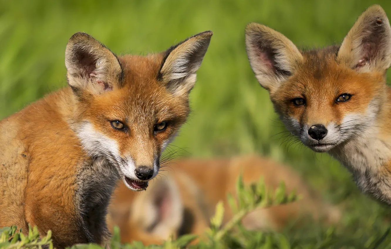 Photo wallpaper nature, animal, cub, a couple, Fox