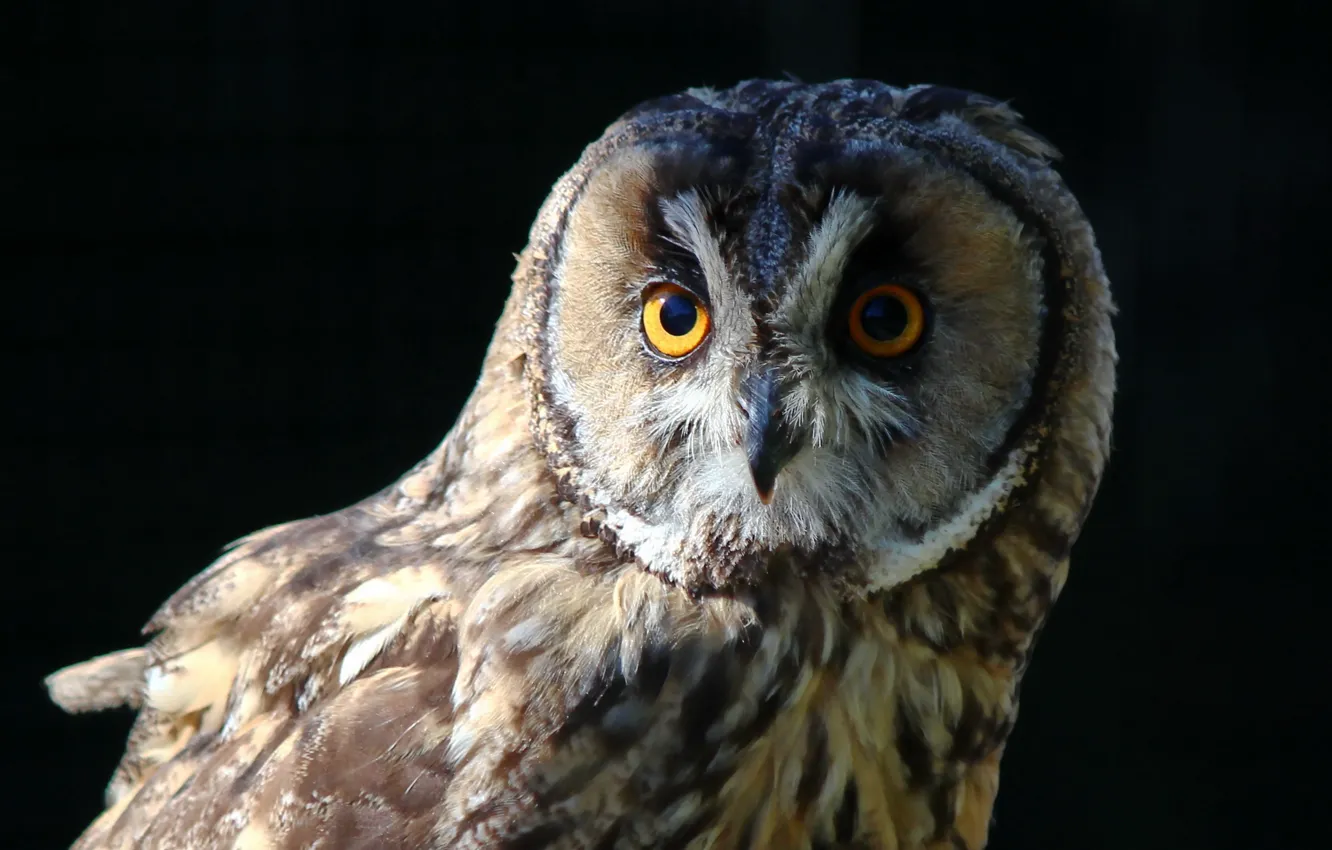 Photo wallpaper nature, owl, bird