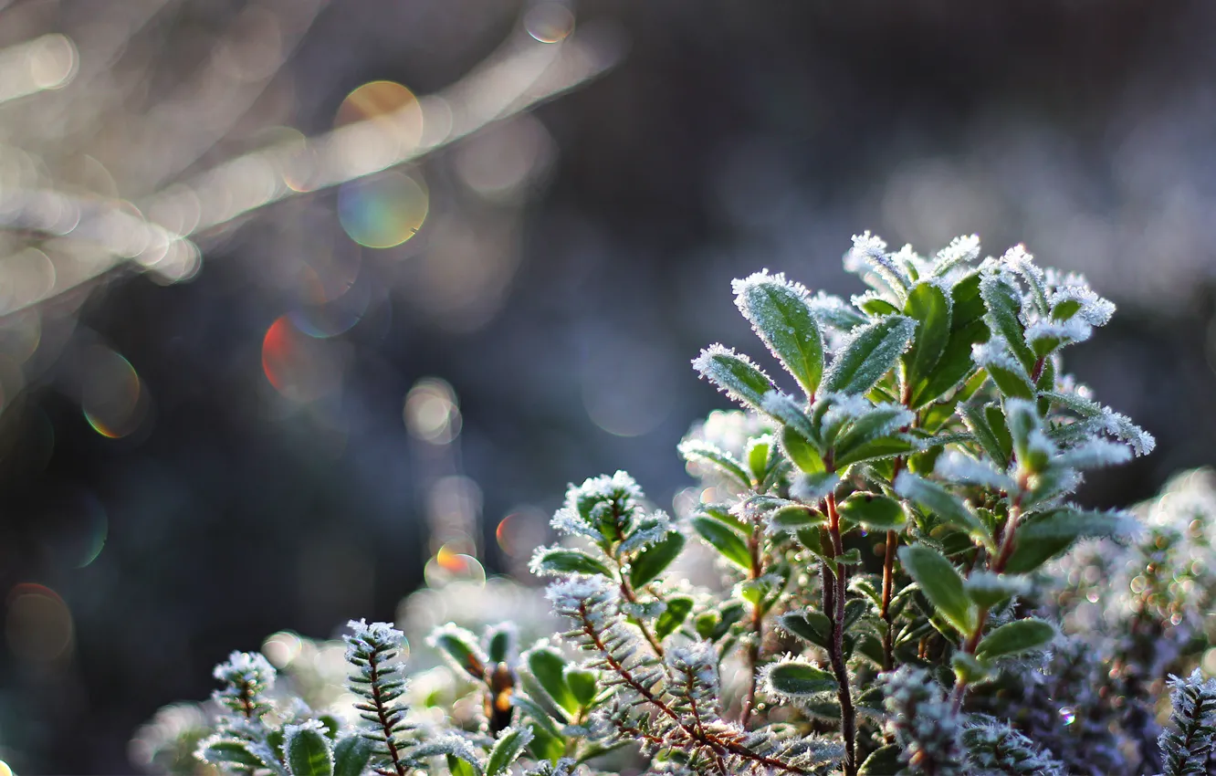 Photo wallpaper cold, frost, leaves, macro, snow, plant, crystals, bokeh