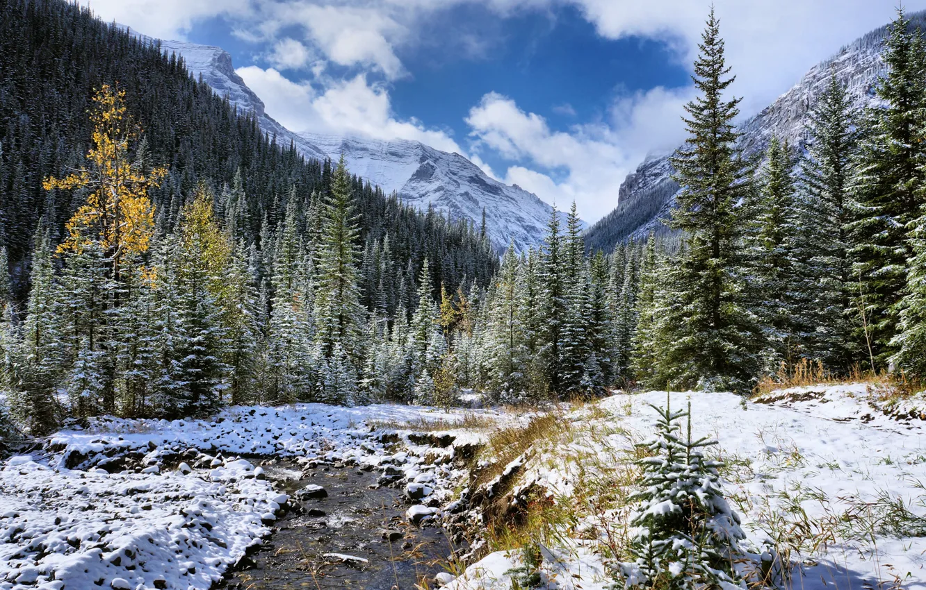 Photo wallpaper trees, landscape, mountains, river
