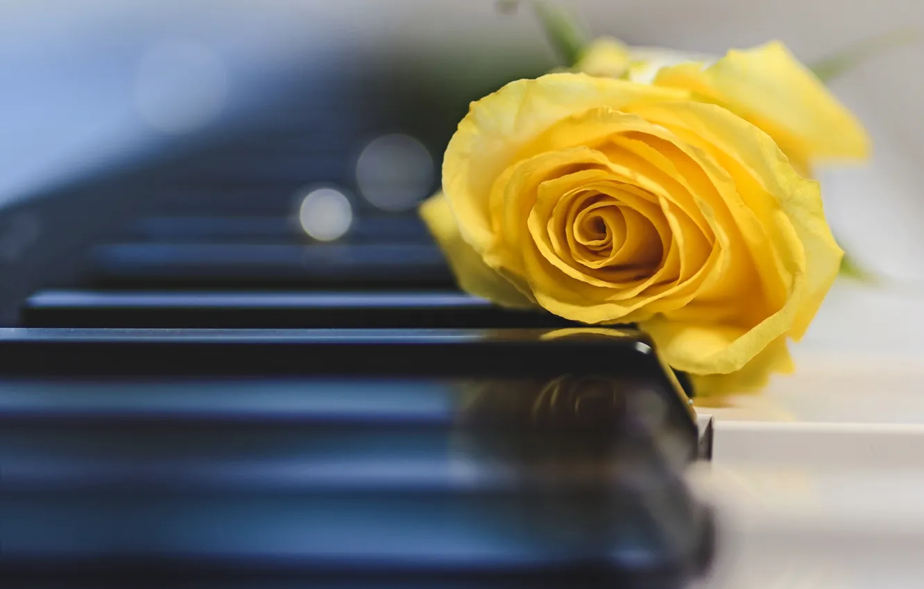 Photo wallpaper roses, petals, keys, buds