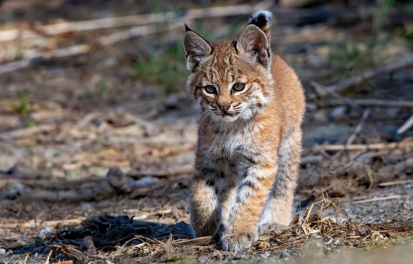 Photo wallpaper cub, kitty, lynx, wild cat, a small lynx