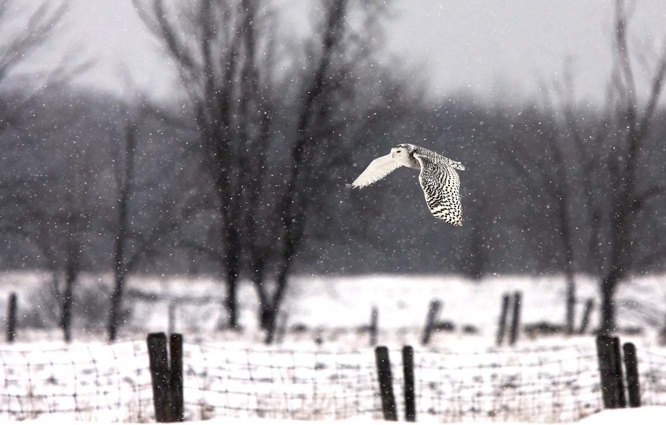 Photo wallpaper snow, trees, the fence, flying, wood, flying, fence, snowy owl