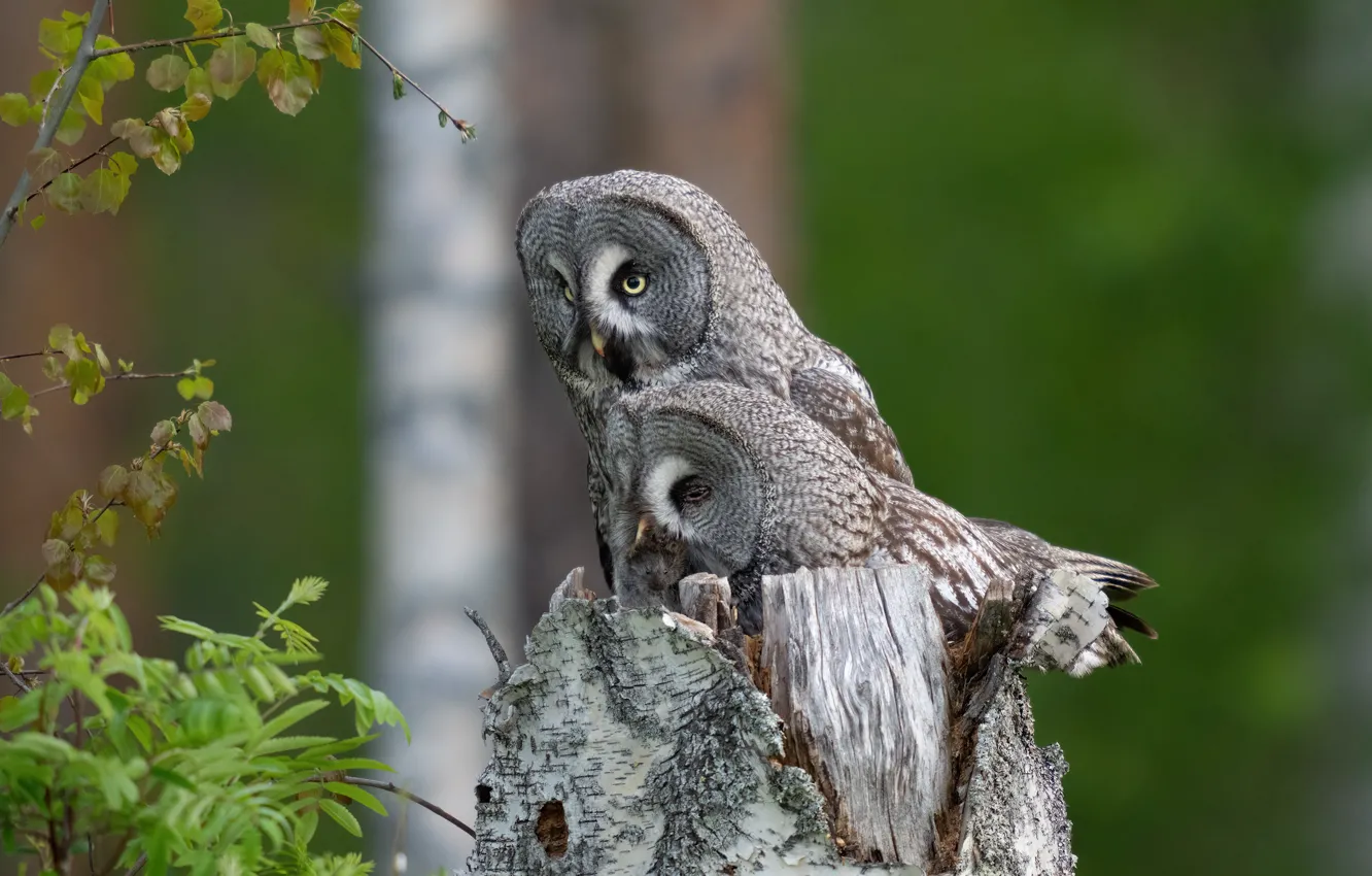 Photo wallpaper leaves, branches, nature, owl, bird, stump, mouse, pair