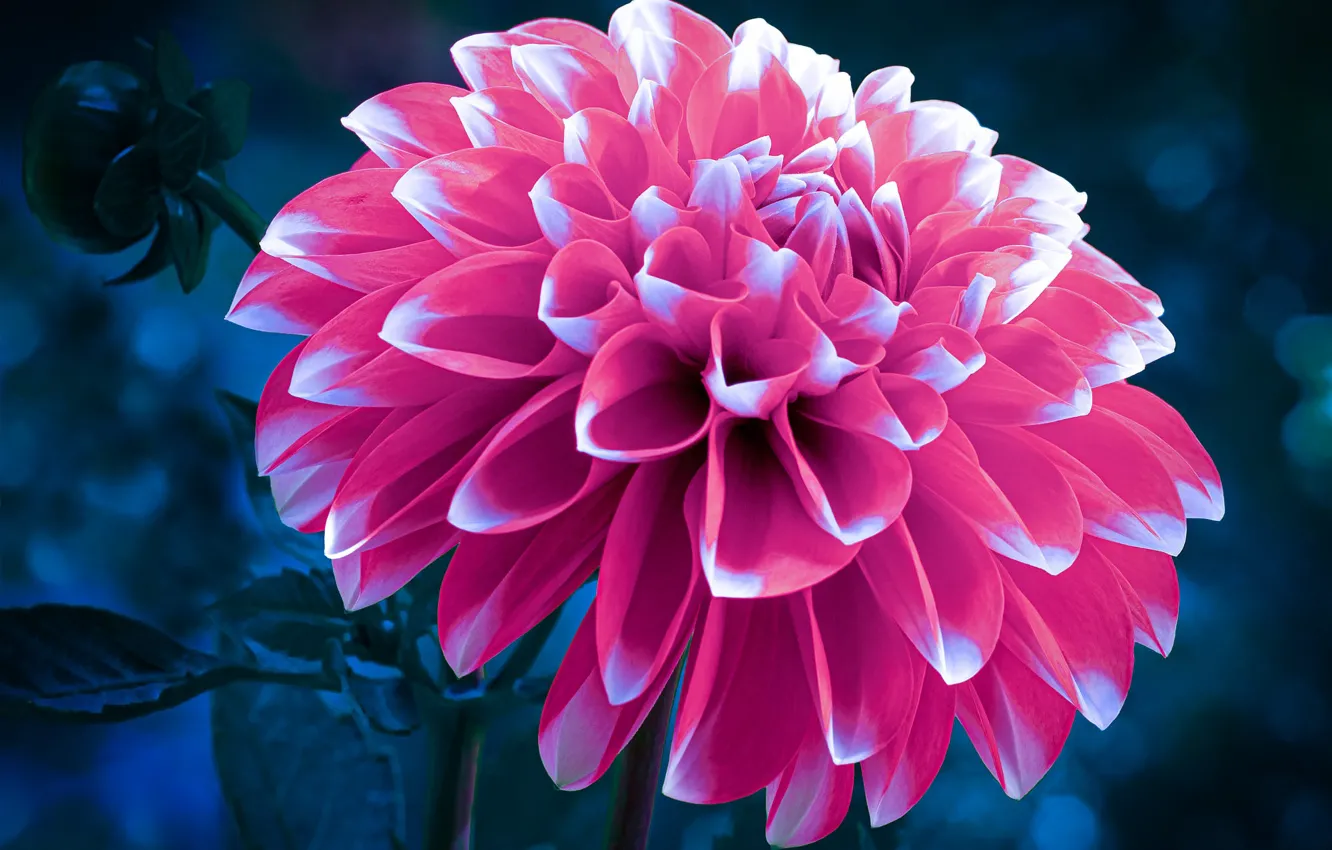 Photo wallpaper macro, flowers, pink, dahlias