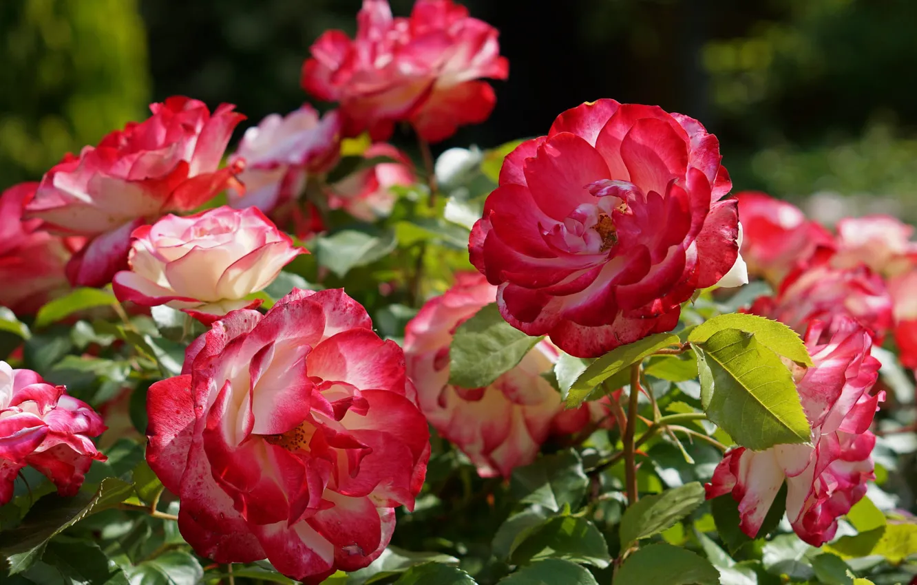 Photo wallpaper light, flowers, red, roses, pink, bokeh, two-tone, rose Bush
