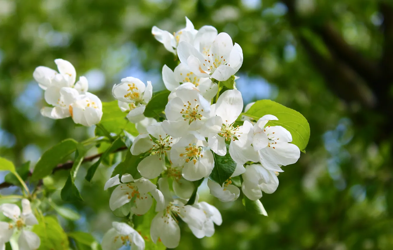 Photo wallpaper white, blue, color, spring