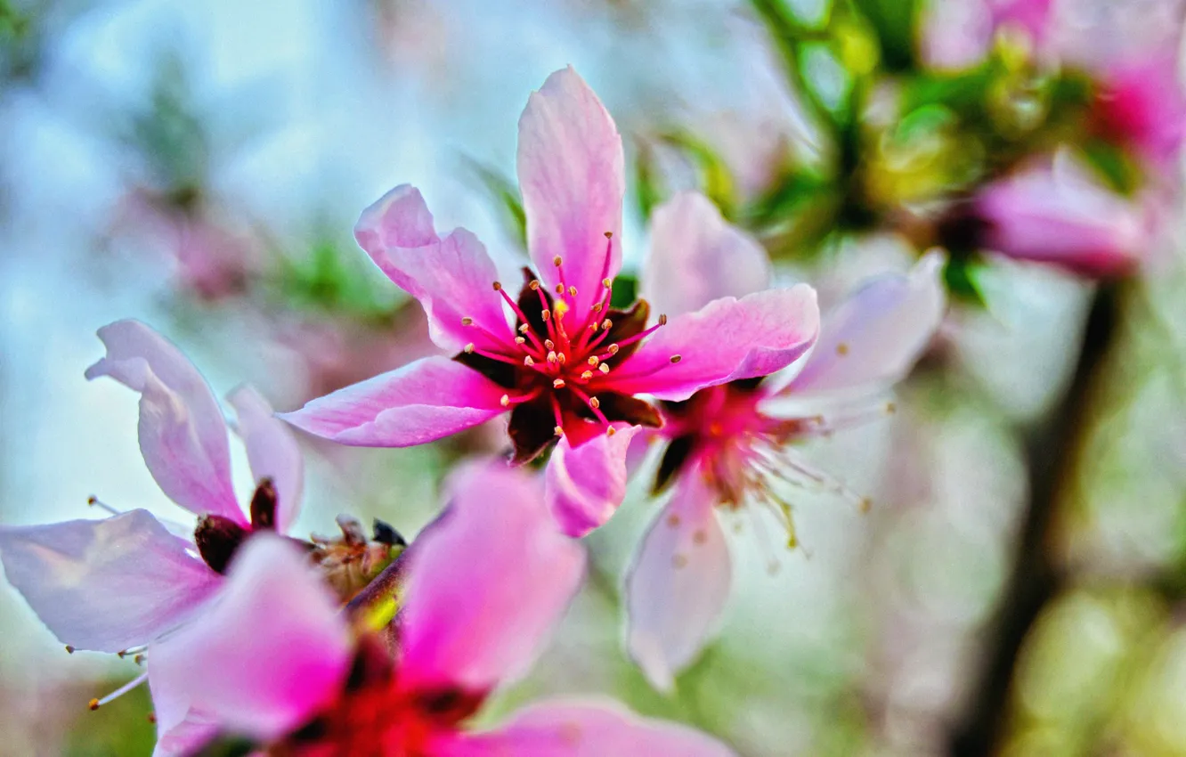 Photo wallpaper flower, macro, bright, pink, spring, flowering, peach tree