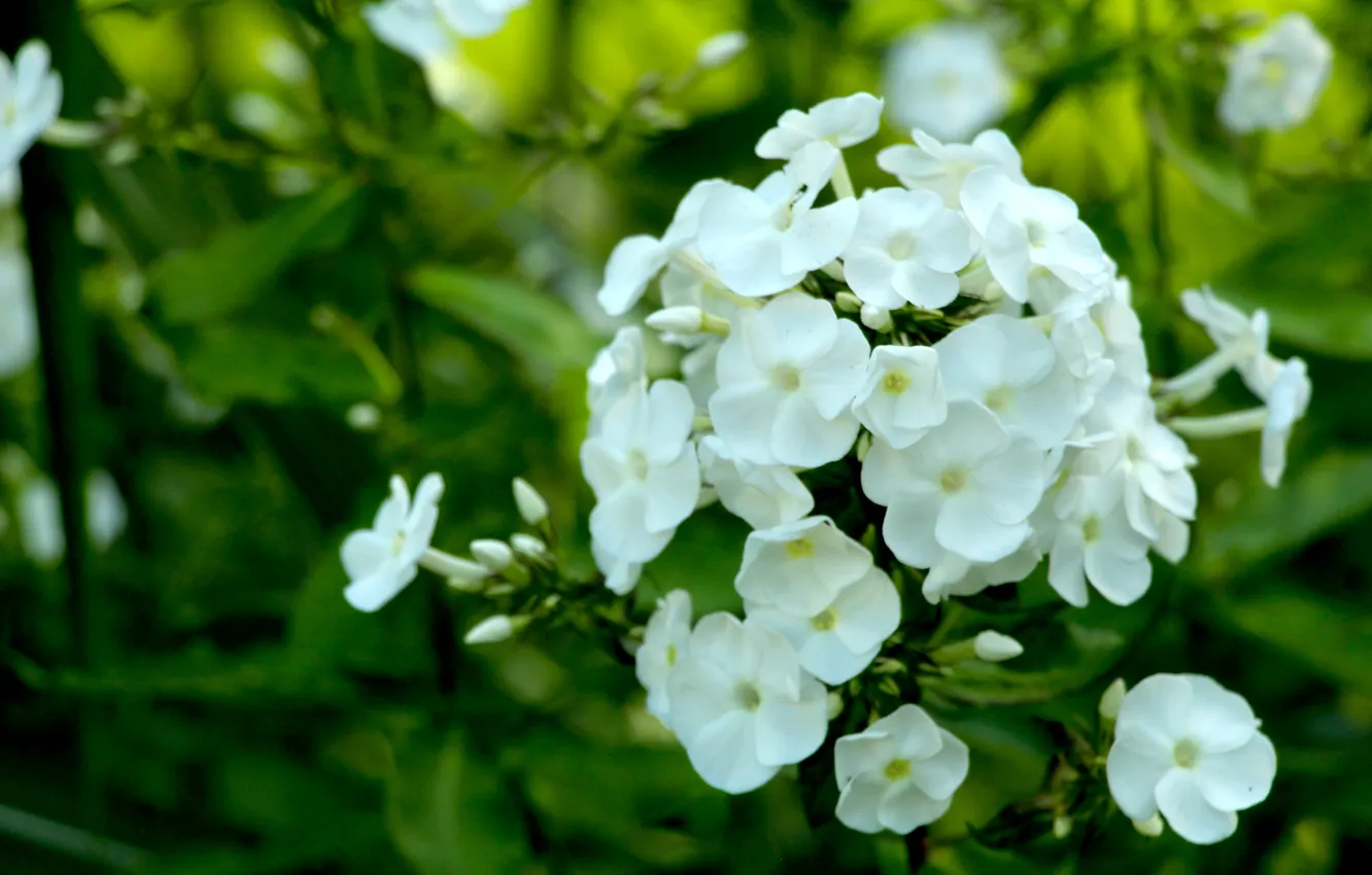 Photo wallpaper white, blooming, phlox