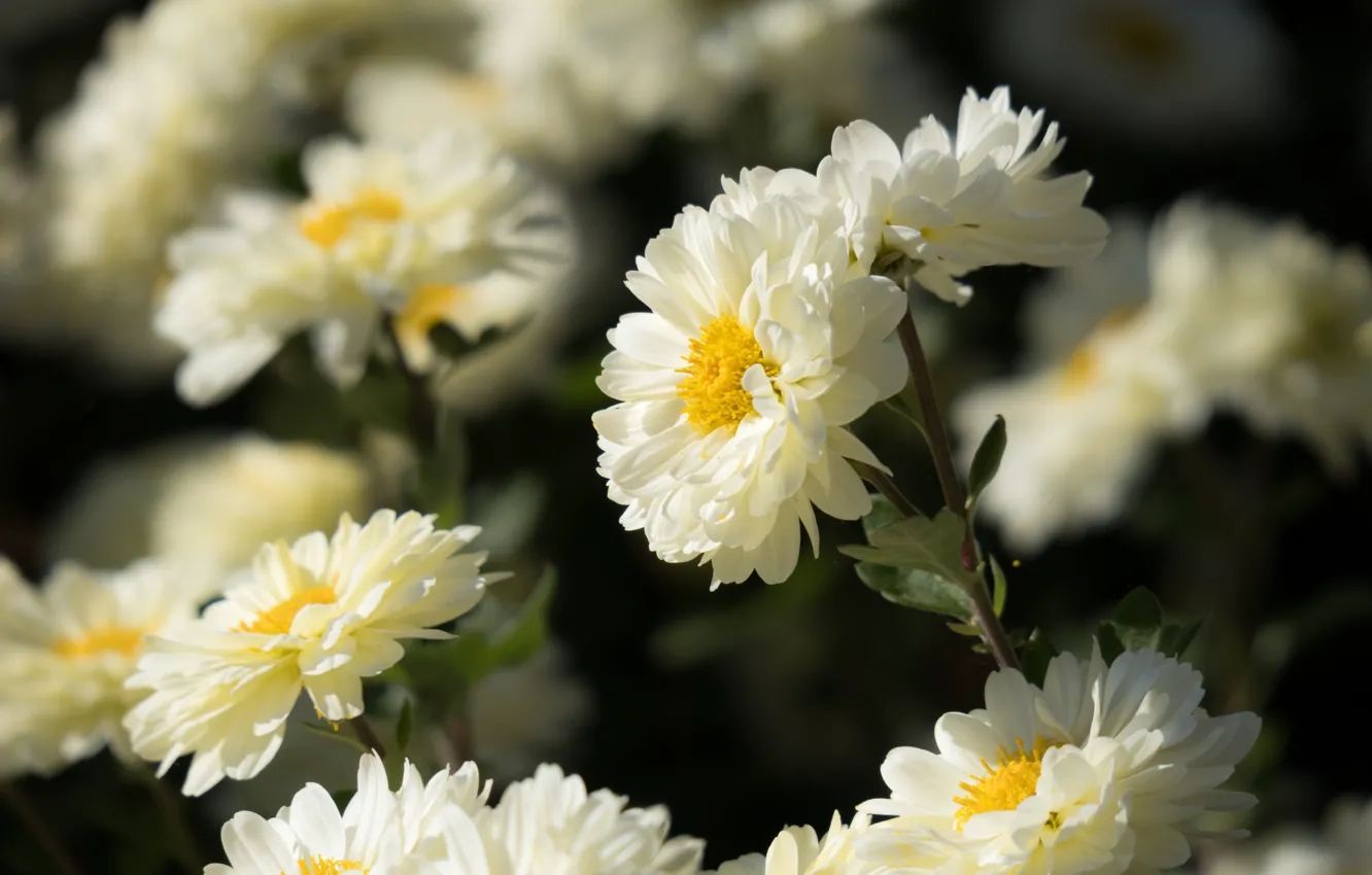 Photo wallpaper flowers, background, petals, white, chrysanthemum, asters