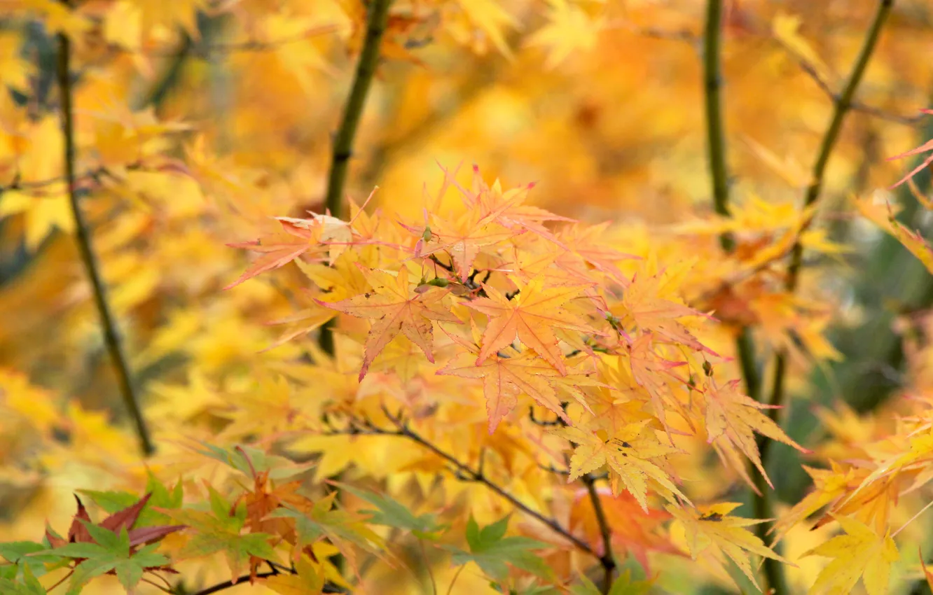 Photo wallpaper yellow, autumn, leafs, fall