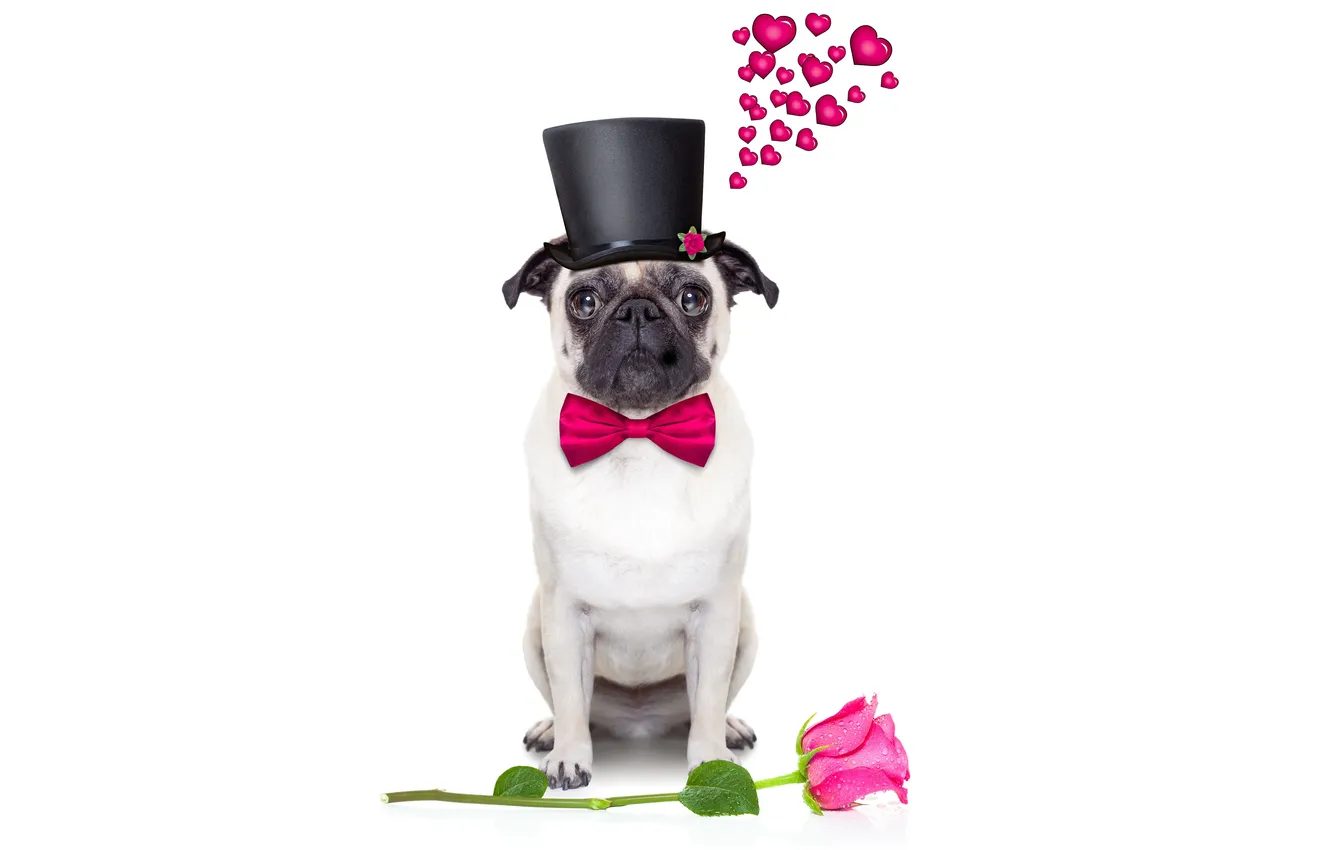 Photo wallpaper dog, love, rose, heart, dog, romantic, funny, cute