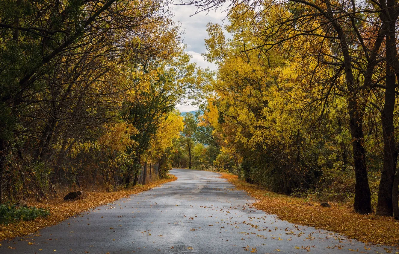 Photo wallpaper road, autumn, forest, leaves, trees
