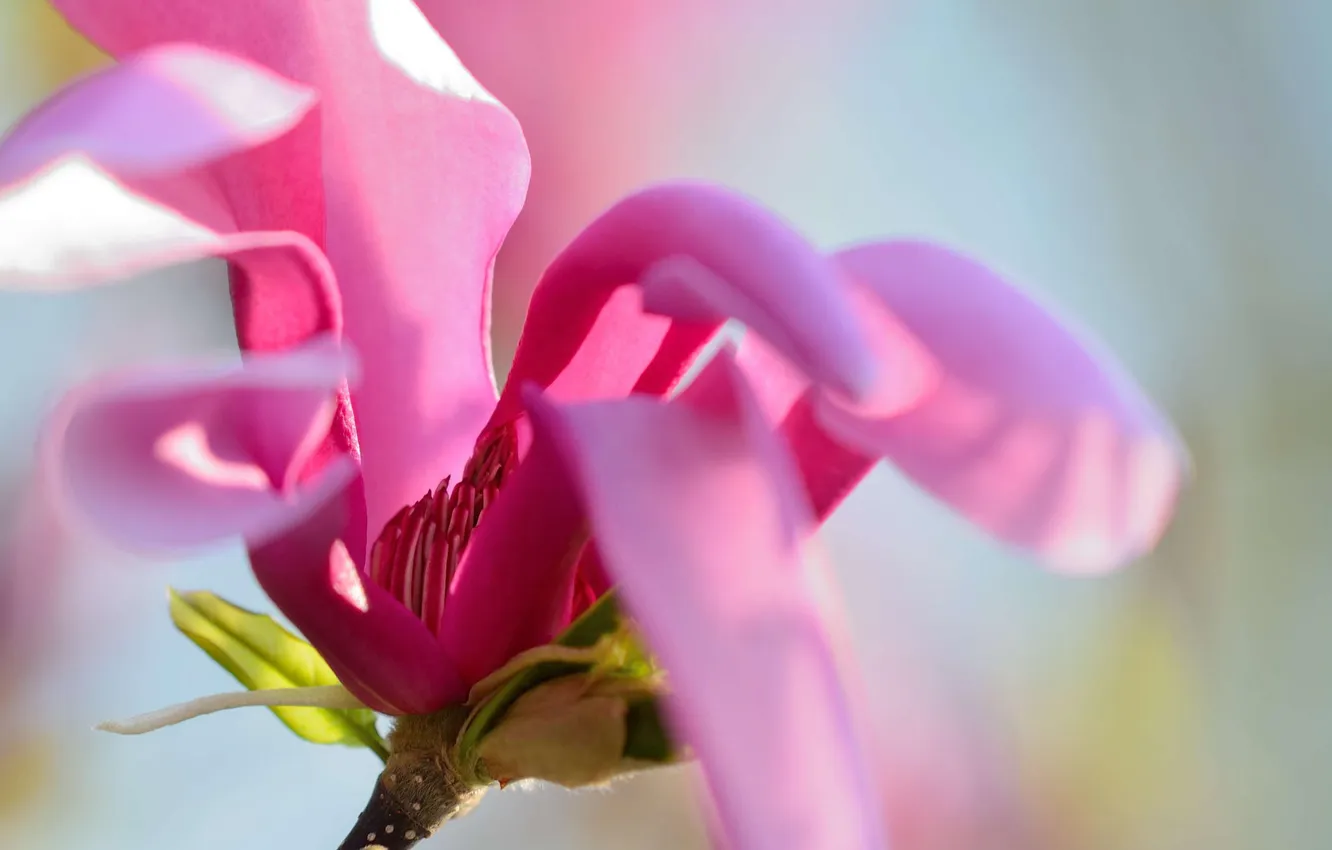 Photo wallpaper macro, spring, pink, Magnolia