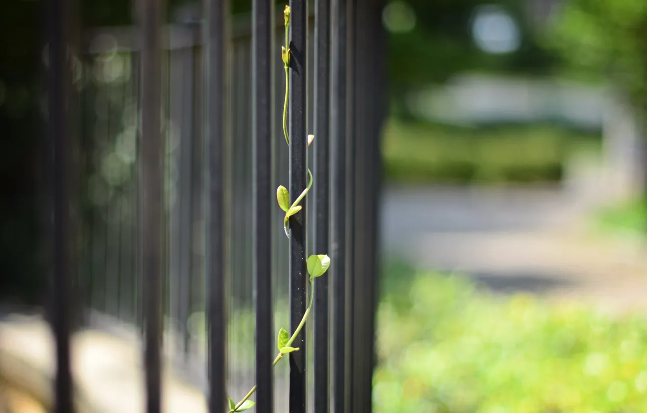 Photo wallpaper macro, the fence, rostenie, rods