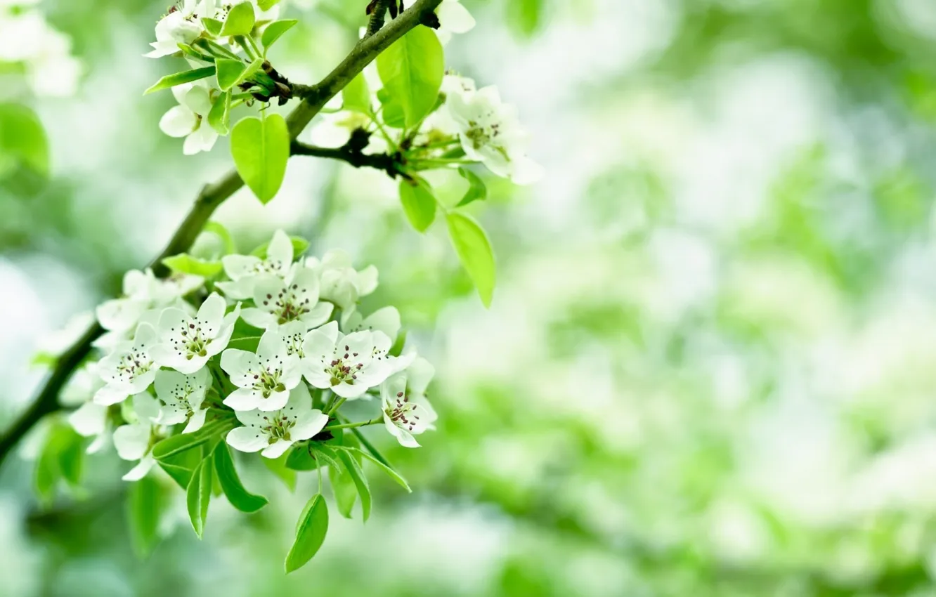 Photo wallpaper leaves, branches, cherry, petals, blur, white