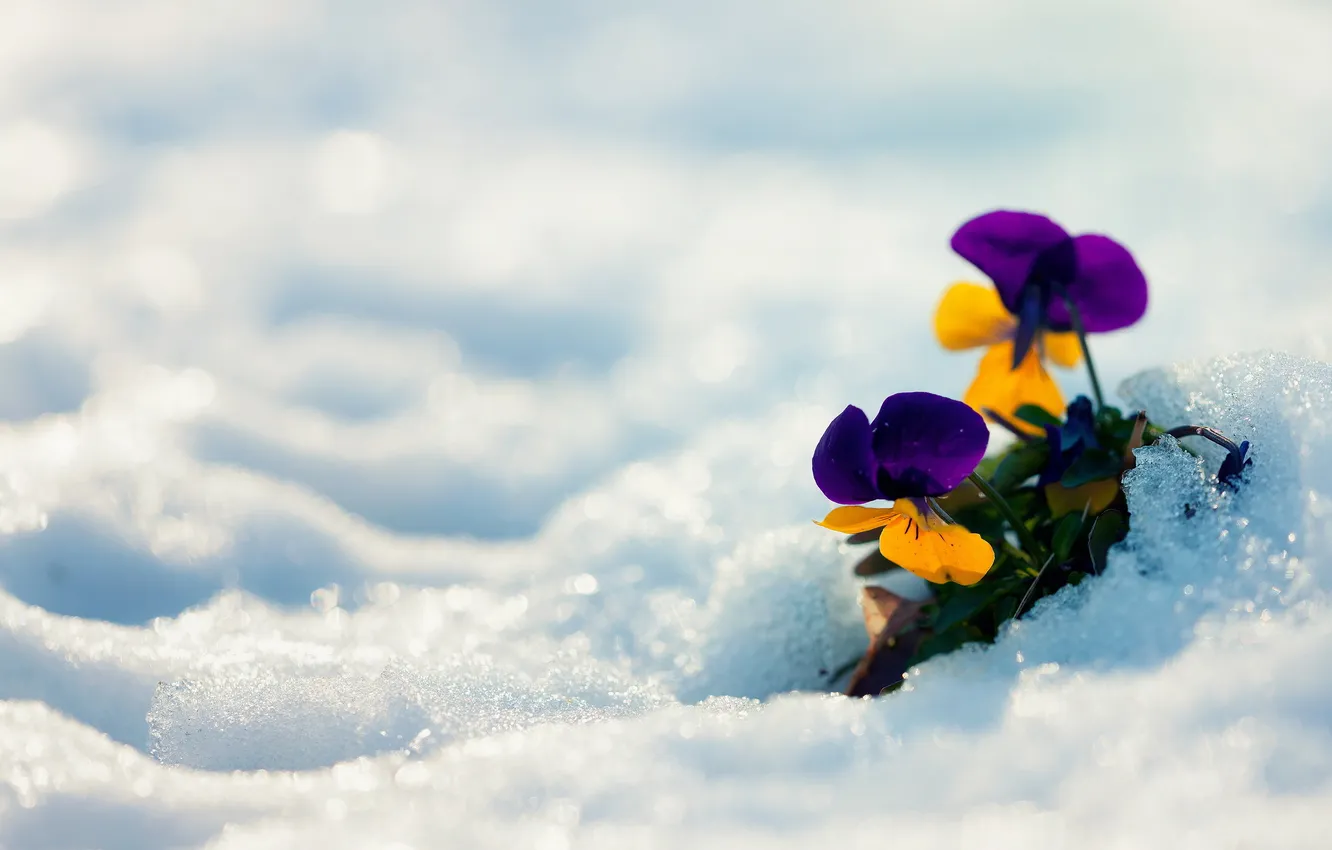 Photo wallpaper winter, snow, flowers