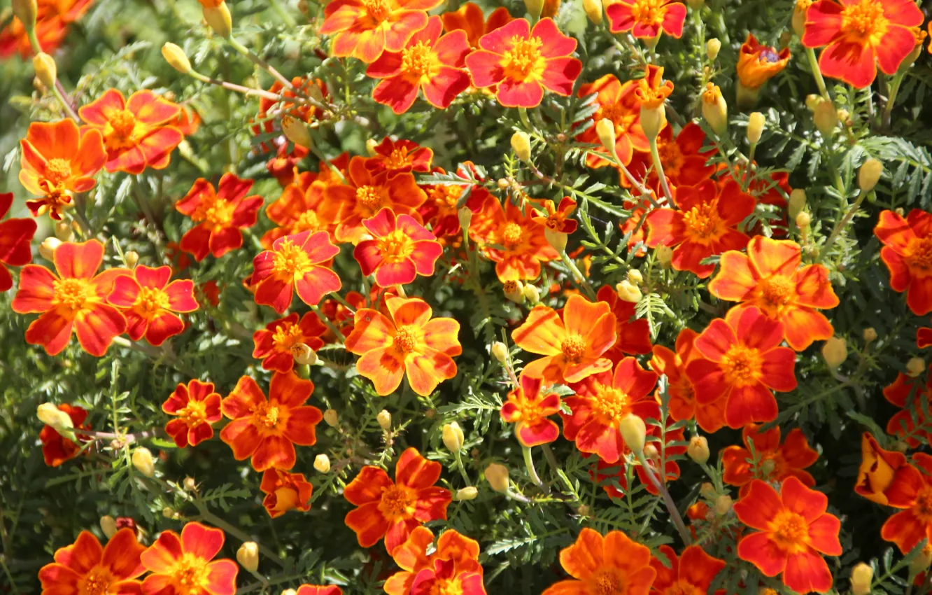 Photo wallpaper summer, flowers, marigolds