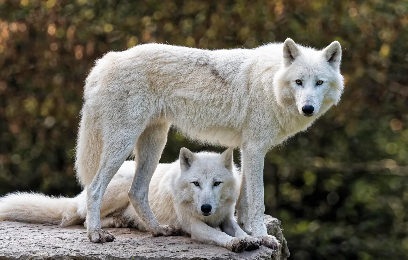 Photo wallpaper white, look, face, nature, background, stone, wolf, pair