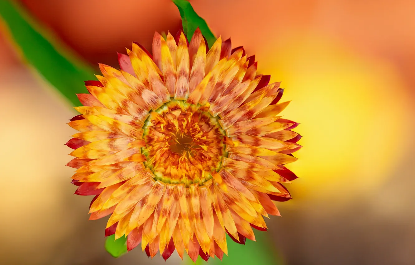 Photo wallpaper flowers, Fleur Walton, background, brown