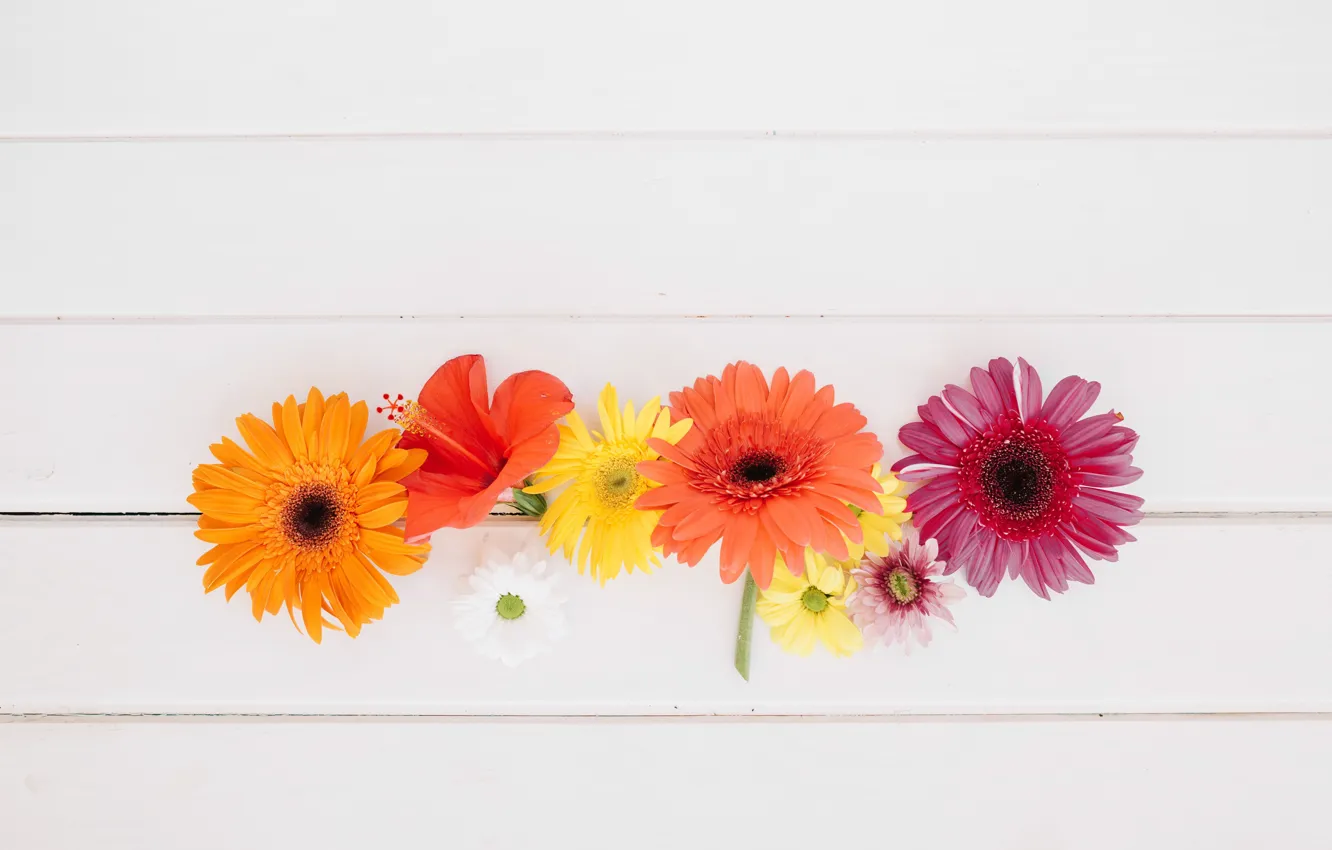 Photo wallpaper flowers, background, gerbera