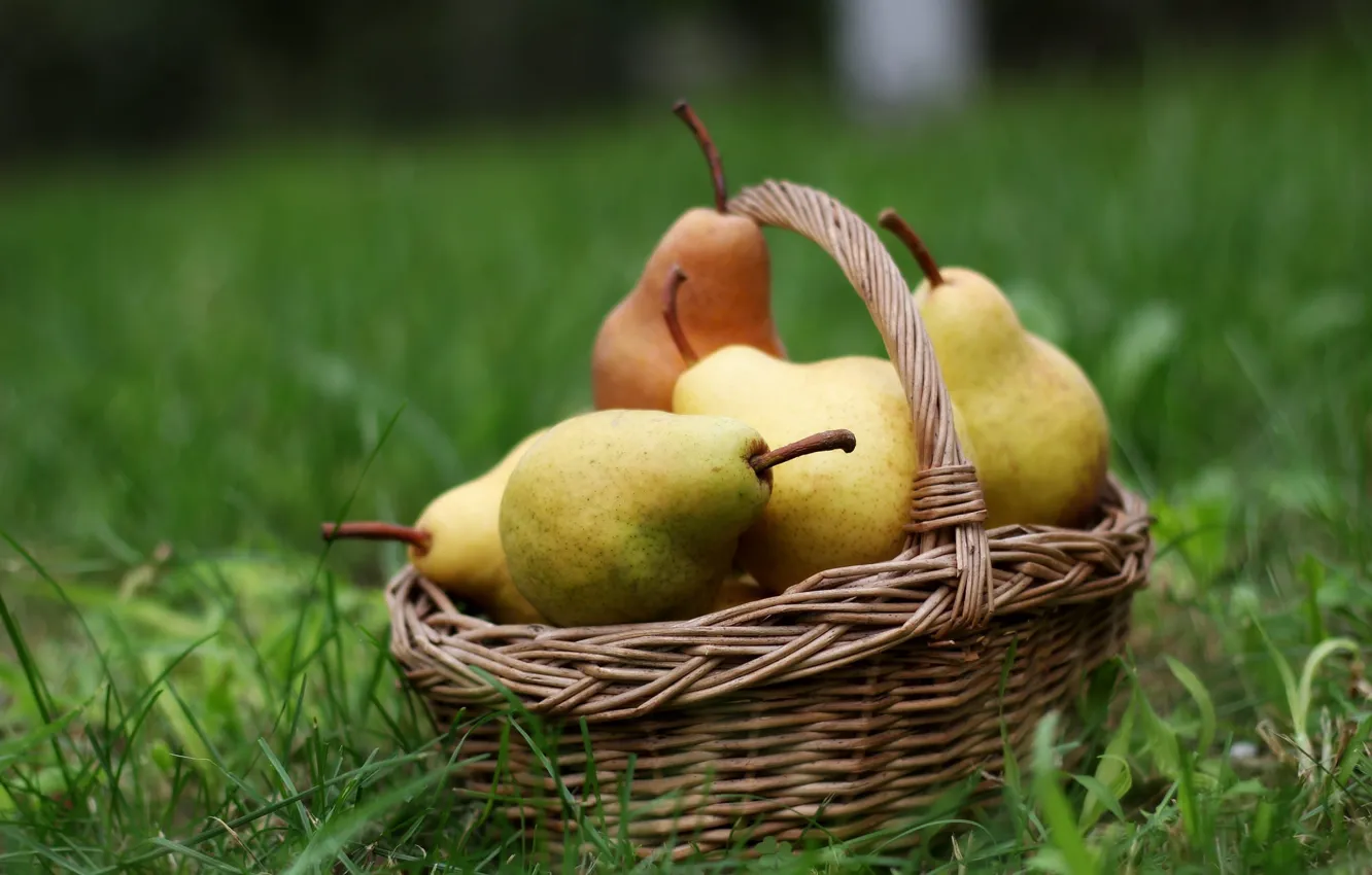 Photo wallpaper harvest, fruit, fruit, basket, pear