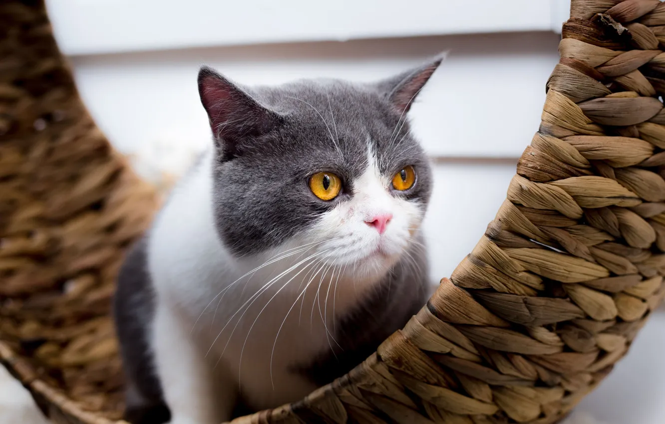 Photo wallpaper cat, cat, look, pose, face, network, yellow eyes, grey with white