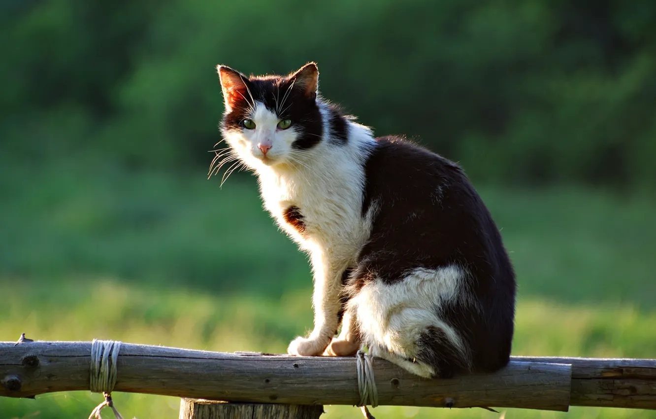 Photo wallpaper cat, summer, the fence, village, sitting