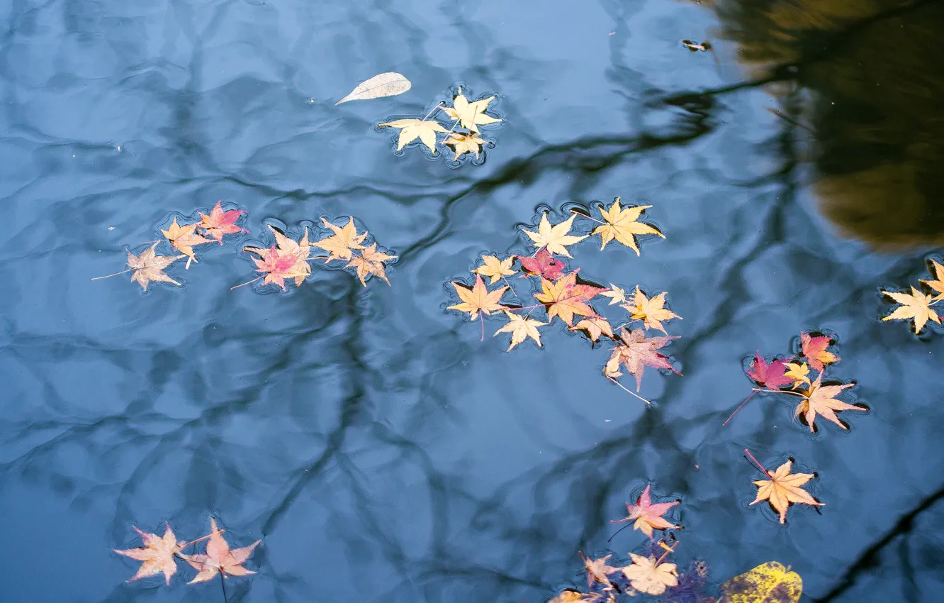 Photo wallpaper autumn, leaves, water, reflection