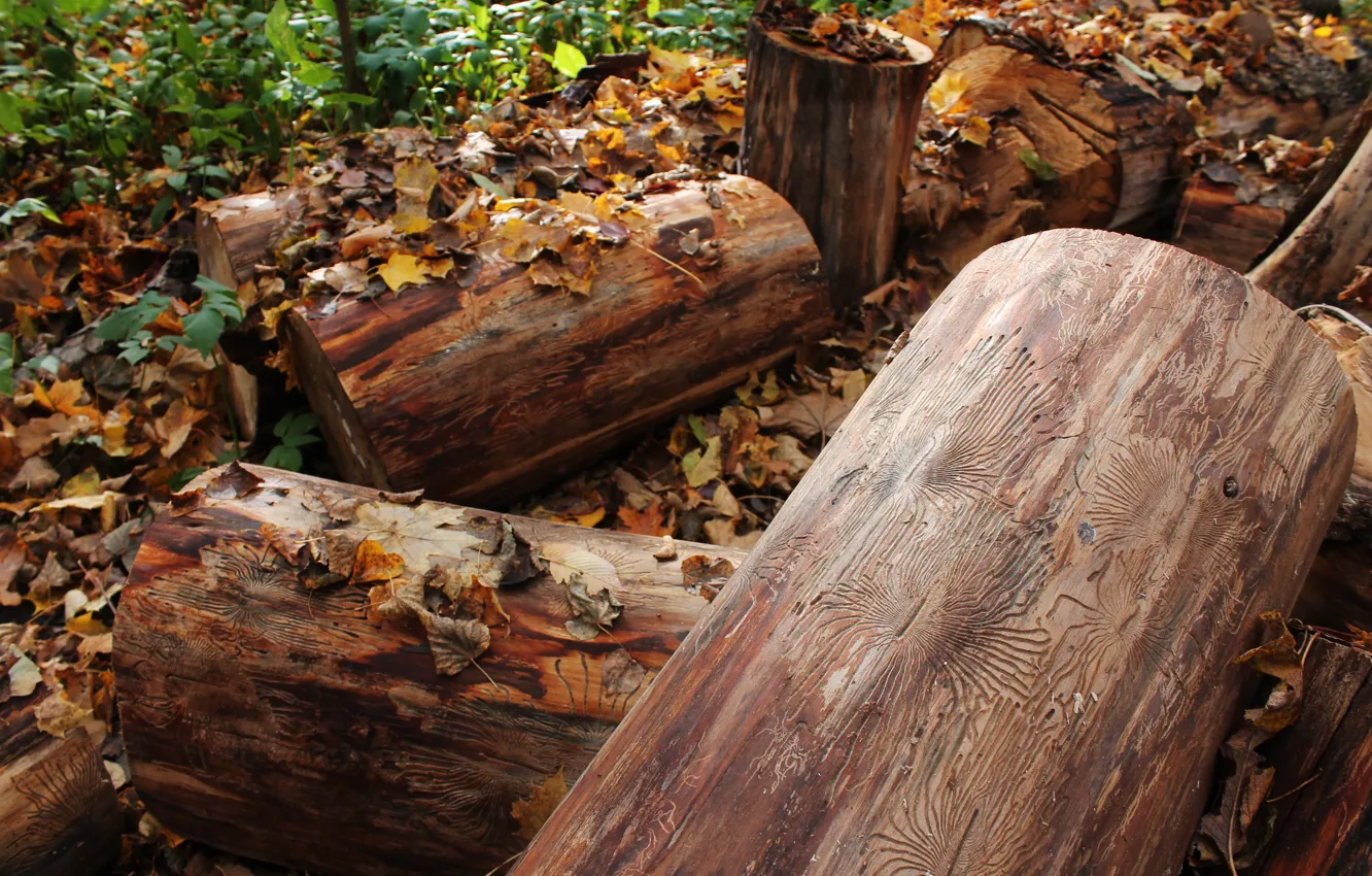 Photo wallpaper autumn, trees, stump, 2017