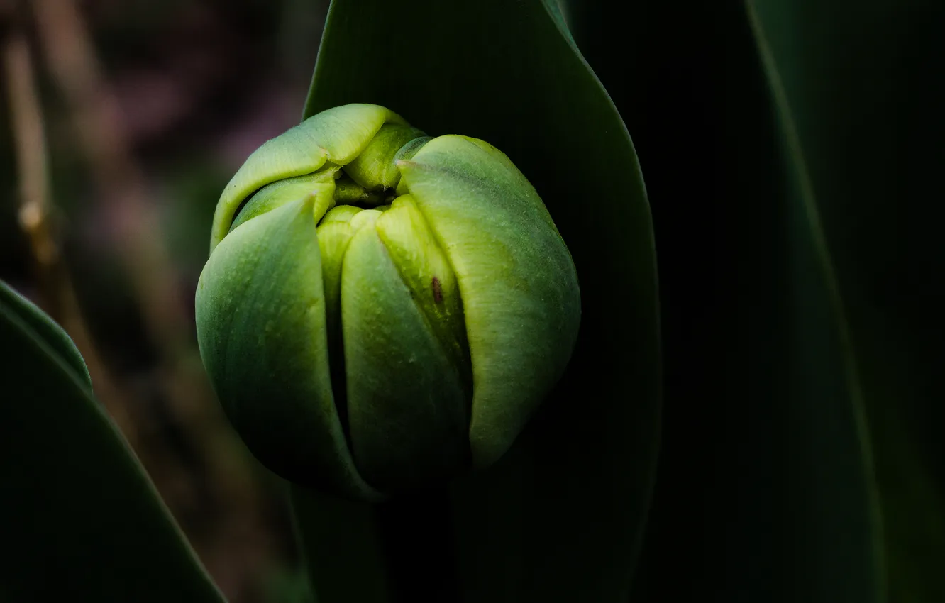 Photo wallpaper dark, plant, flower bud
