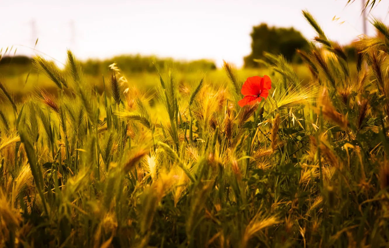 Photo wallpaper poppy, wheat, Wheat Field