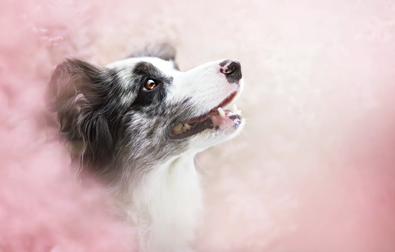 Photo wallpaper look, each, dog