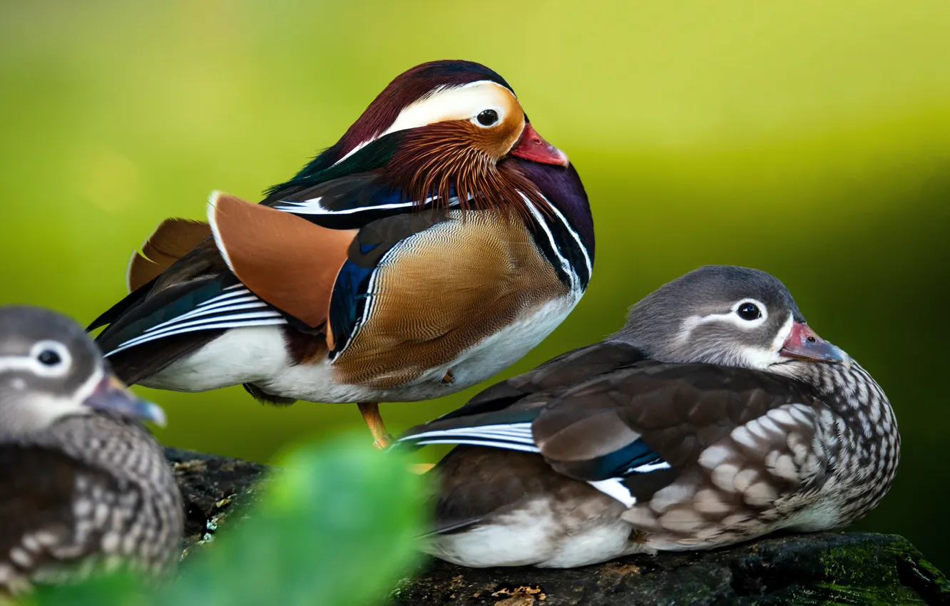 Photo wallpaper pose, stones, bird, duck, green background, tangerine